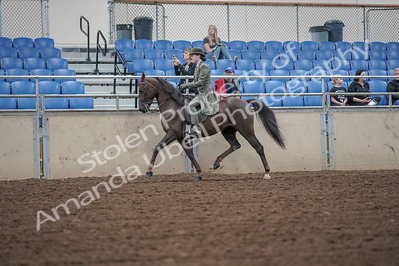 2019 Morgan Horse Show - Aug 30, 2019 - 15316
