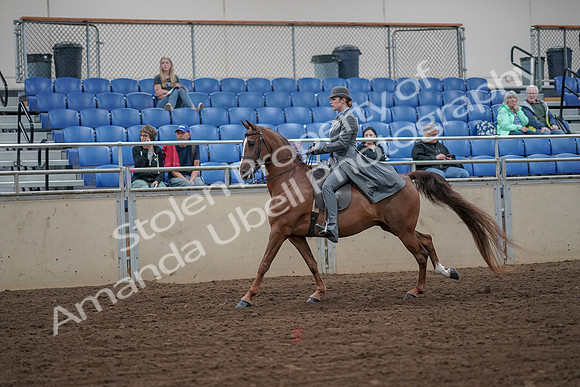 2019 Morgan Horse Show - Aug 30, 2019 - 15561