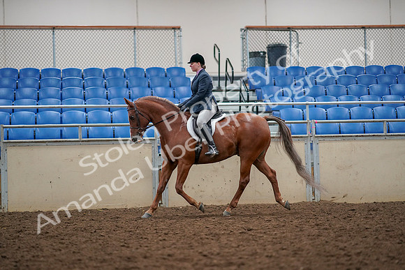 2019 Morgan Horse Show - Aug 30, 2019 - 22312