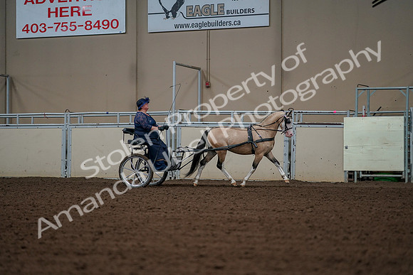 2019 Morgan Horse Show - Aug 30, 2019 - 13451