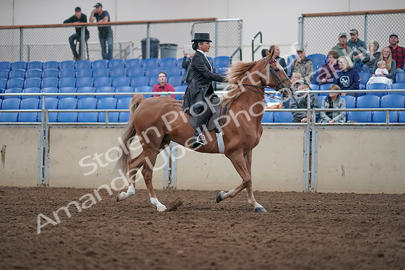 2019 Morgan Horse Show - Aug 31, 2019 - 20721