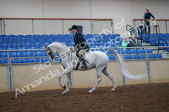 2019 Morgan Horse Show - Aug 30, 2019 - 17407