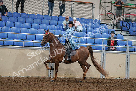 2020 - AB Morgan Horse - Sat, Sept 05 - 06229