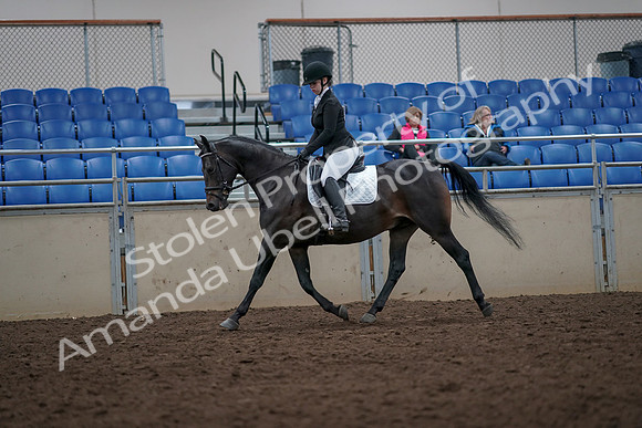 2019 Morgan Horse Show - Aug 31, 2019 - 16597