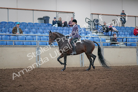 2019 Morgan Horse Show - Aug 31, 2019 - 14788