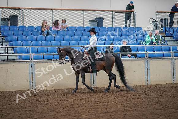 2019 Morgan Horse Show - Aug 30, 2019 - 16754