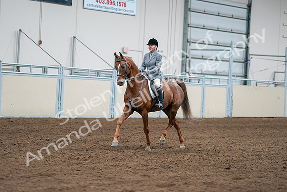 2020 - AB Morgan Horse - Sat, Sept 05 - 03254