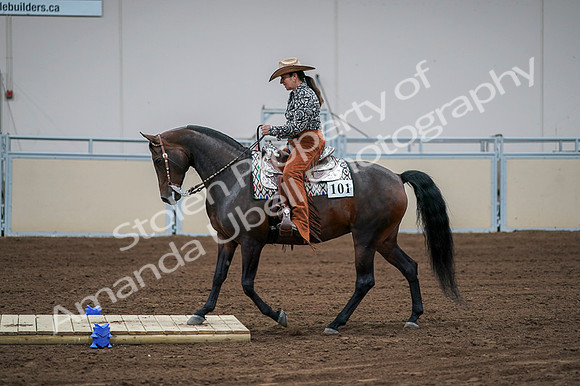 2020 - AB Morgan Horse - Fri, Sept 04 - 00062