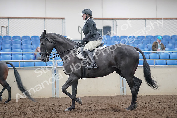 2019 Morgan Horse Show - Aug 31, 2019 - 14805