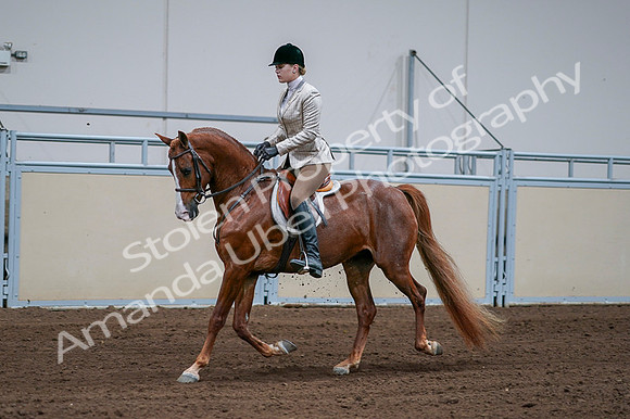 2020 - AB Morgan Horse - Fri, Sept 04 - 01631