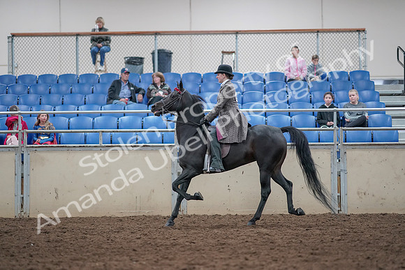 2019 Morgan Horse Show - Aug 31, 2019 - 09327