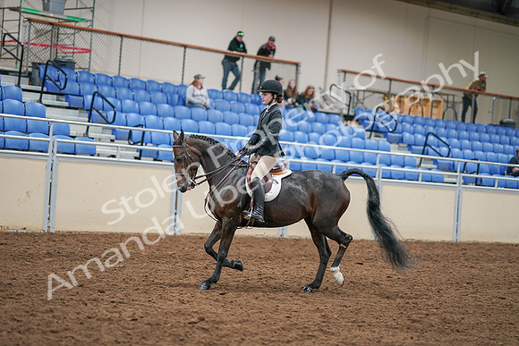 2020 - AB Morgan Horse - Sat, Sept 05 - 14279