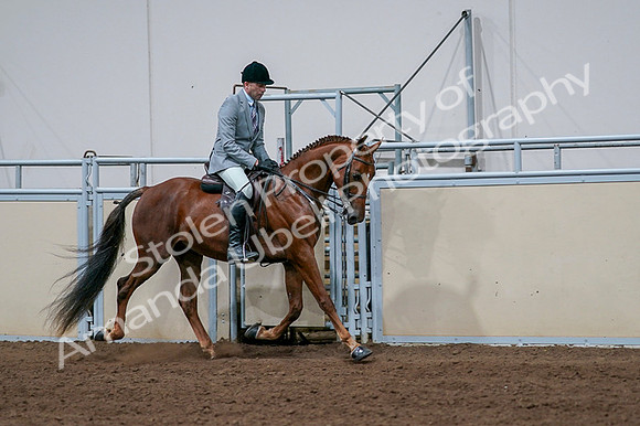 2020 - AB Morgan Horse - Fri, Sept 04 - 01788