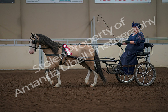 2019 Morgan Horse Show - Aug 31, 2019 - 04617