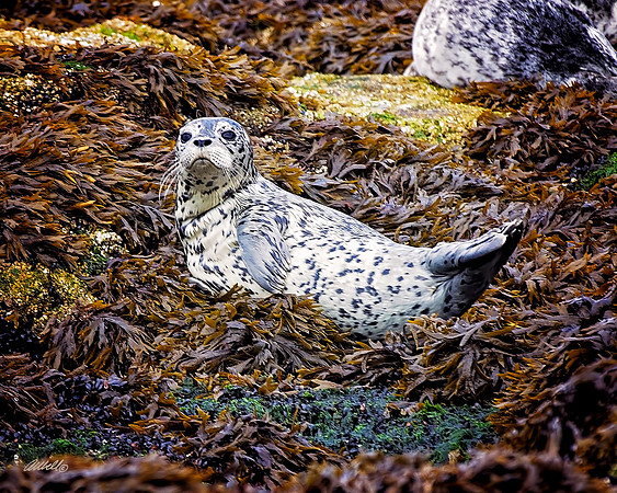 Sea - 011