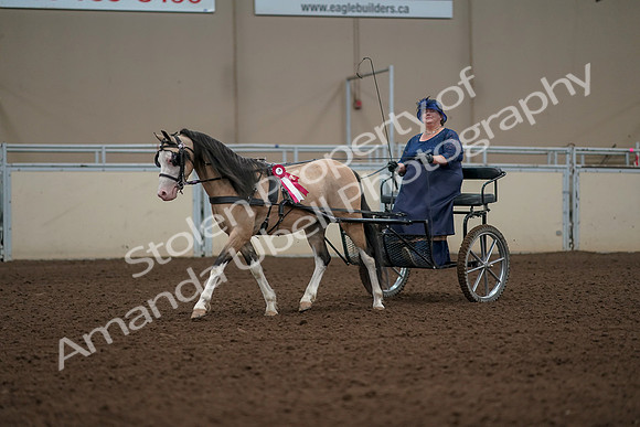 2019 Morgan Horse Show - Aug 31, 2019 - 04601