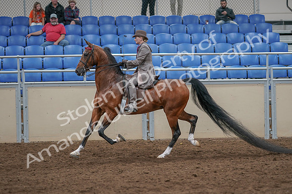 2020 - AB Morgan Horse - Fri, Sept 04 - 11392