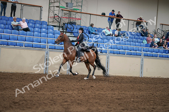 2020 - AB Morgan Horse - Sat, Sept 05 - 06725