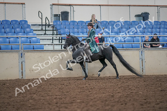 2019 Morgan Horse Show - Aug 30, 2019 - 15493