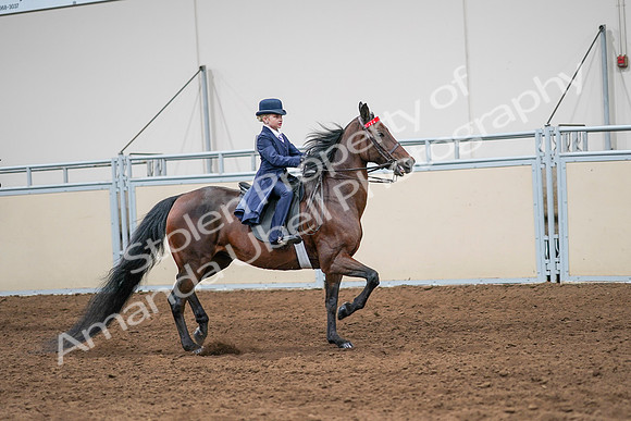 2020 - AB Morgan Horse - Sun, Sept 06 - 08022
