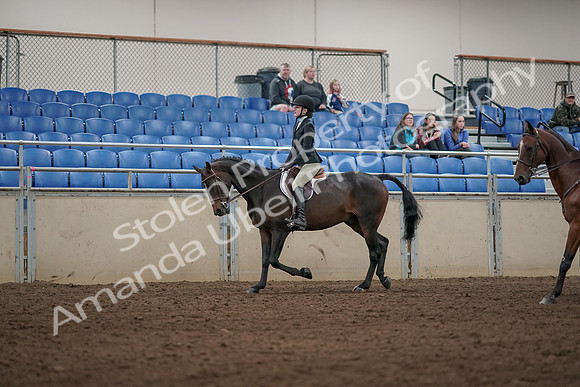2019 Morgan Horse Show - Aug 31, 2019 - 04924