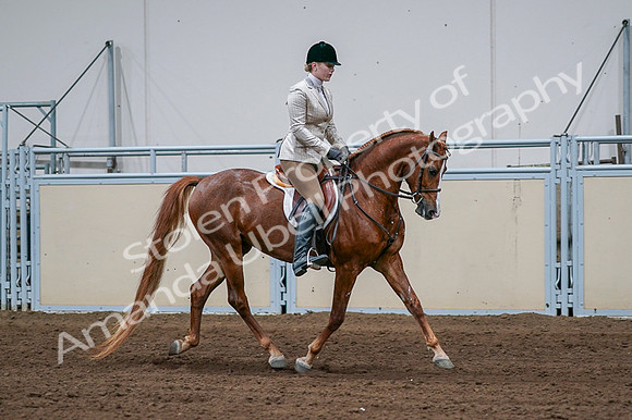 2020 - AB Morgan Horse - Fri, Sept 04 - 01712