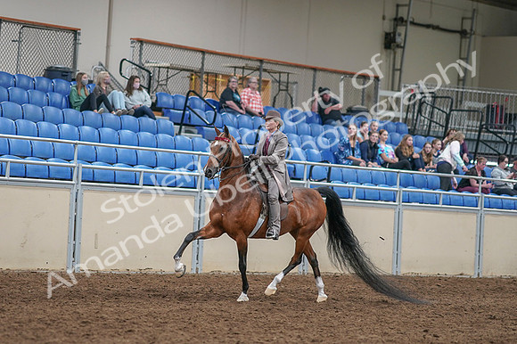 2020 - AB Morgan Horse - Fri, Sept 04 - 11357
