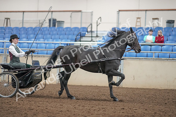 2019 Morgan Horse Show - Aug 31, 2019 - 04759