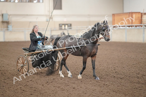 2019 Morgan Horse Show - Aug 31, 2019 - 04401
