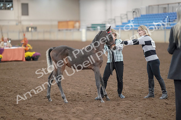 2019 Morgan Horse Show - Aug 30, 2019 - 24863
