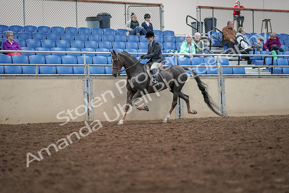 2019 Morgan Horse Show - Aug 30, 2019 - 20403