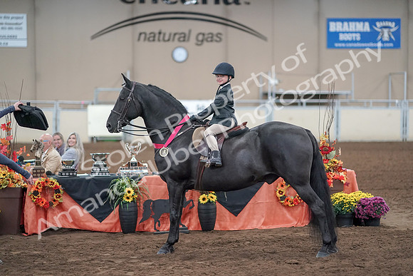 2019 Morgan Horse Show - Aug 31, 2019 - 19786