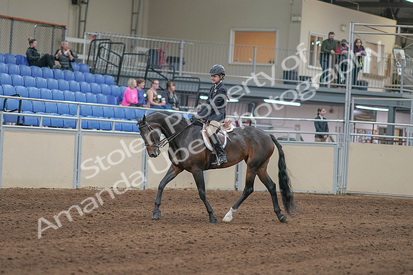 2020 - AB Morgan Horse - Sun, Sept 06 - 00877