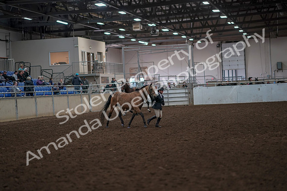 2019 Morgan Horse Show - Aug 31, 2019 - 01491