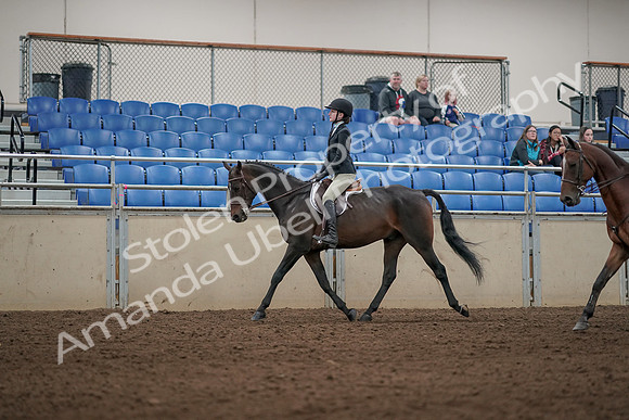 2019 Morgan Horse Show - Aug 31, 2019 - 04929