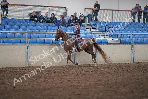2019 Morgan Horse Show - Aug 31, 2019 - 20615