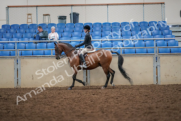 2019 Morgan Horse Show - Aug 30, 2019 - 23162