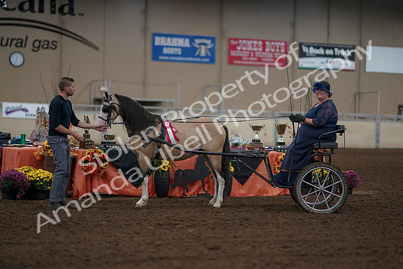 2019 Morgan Horse Show - Aug 31, 2019 - 04557