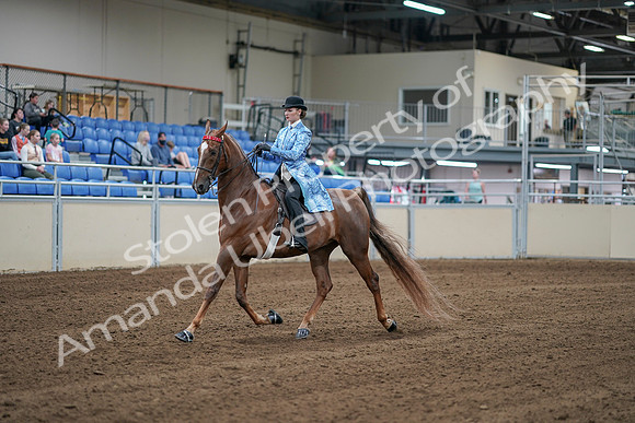 2020 - AB Morgan Horse - Sat, Sept 05 - 06124