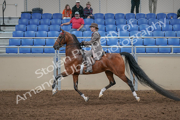 2020 - AB Morgan Horse - Fri, Sept 04 - 11396