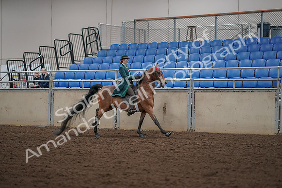 2019 Morgan Horse Show - Aug 30, 2019 - 28166