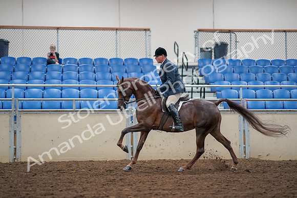 2019 Morgan Horse Show - Aug 30, 2019 - 17485