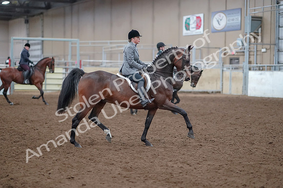 2019 Morgan Horse Show - Aug 30, 2019 - 20663
