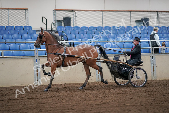 2019 Morgan Horse Show - Aug 30, 2019 - 13319