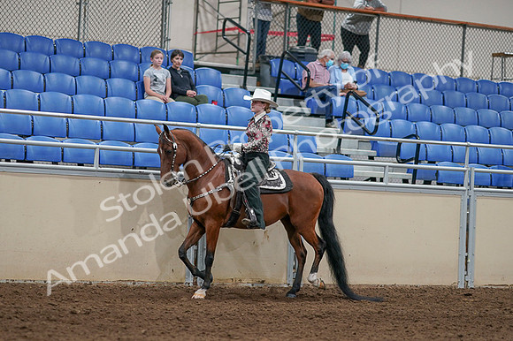 2020 - AB Morgan Horse - Fri, Sept 04 - 08306