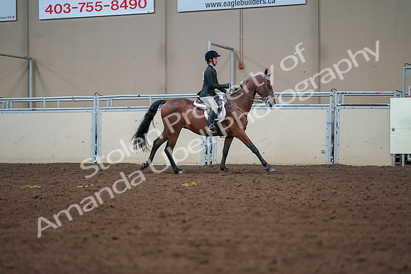 2019 Morgan Horse Show - Aug 30, 2019 - 21029
