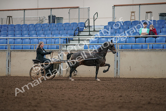2019 Morgan Horse Show - Aug 31, 2019 - 04459
