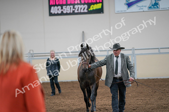 2020 - AB Morgan Horse - Fri, Sept 04 - 08589