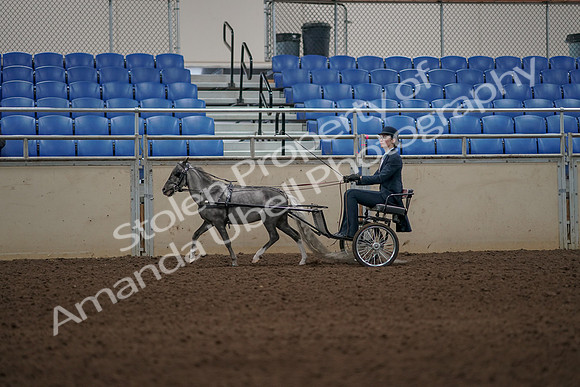 2019 Morgan Horse Show - Aug 31, 2019 - 04369