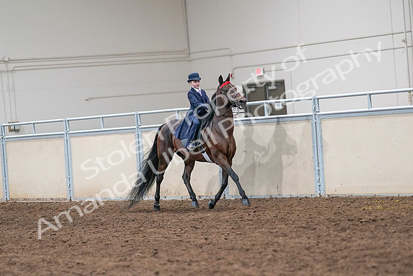 2020 - AB Morgan Horse - Sat, Sept 05 - 04864